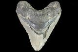 Bargain, Megalodon Tooth - North Carolina #82911-1